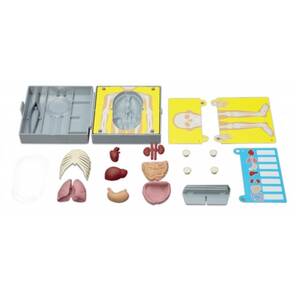 4M KidzLabs - Human Torso Anatomy / Insan Gövde Anatomisi